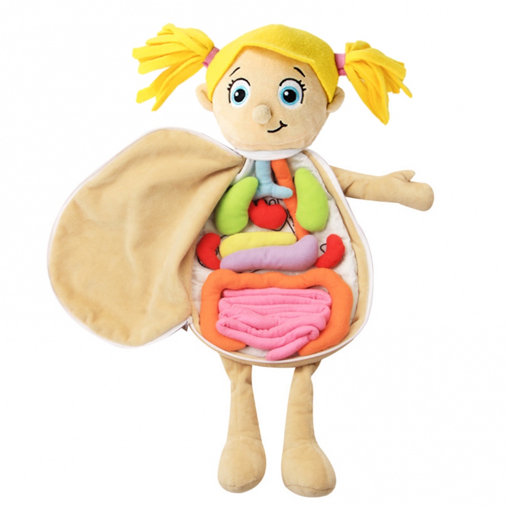 Human Body Anatomy Plush ตุ๊กตาก่อนวัยเรียนการศึกษา Human Organ ของเล่นตุ๊กตาวิทยาศาสตร์การเรียนรู้ชุดสําหรับนักเรียน Body Organ Awareness การสอนเครื่องมือ