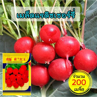 เมล็ดแรดิชเชอร์รี่แดง แรดิช (Radish)  200 เมล็ด