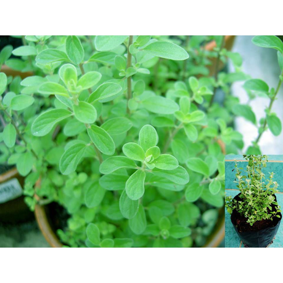 ต้นมาร์จอแรมSweet Marjoram สมุนไพรกลิ่นหอมหวาน ที่มาพร้อมกับคุณประโยชน์มากมาย