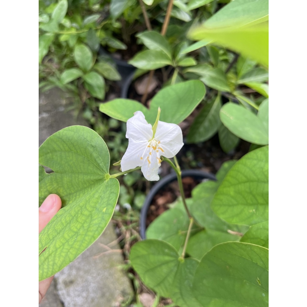 มุมมอง 6