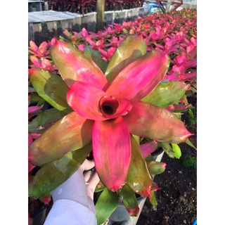 ชมพูหวานๆ-นีโอพิงค์เดบบี้ Neo Pink Debbie #bromeliad# ต้นไม้สวยงาม# ไม้ประดับ# ตกแต่งสวน# ปลูกตกแต่งบ้าน# ไม้มงคล