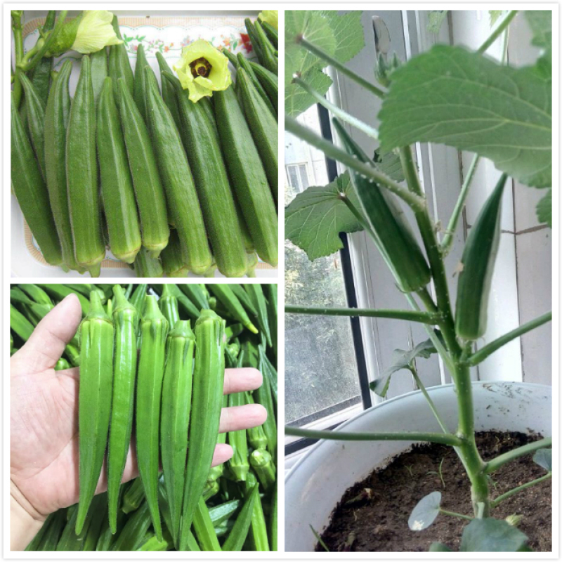เมล็ดพันธุ์ กระเจี๊ยบเขียว Okra Seeds Vegetable Seeds บรรจุ 100 เมล็ด Seeds for Planting Vegetables 