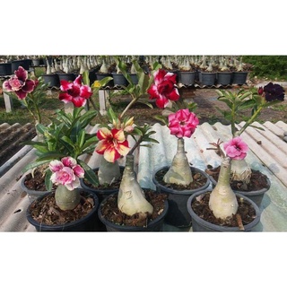 12 เมล็ด เมล็ดพันธุ์ ชวนชม สายพันธุ์ฮอลแลนด์ คละสี Adenium Seeds