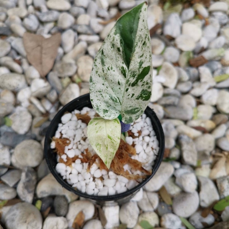 Epipremnum pinnatum marble variegated  อีพิมาร์เบิ้ล 2 ใบ