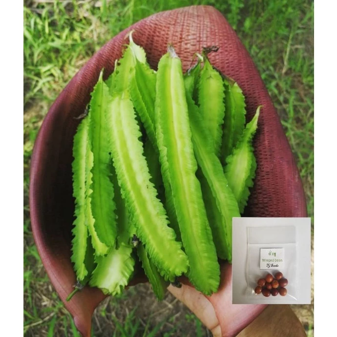 เมล็ดพันธุ์ ถั่วพู 10 เมล็ด [ 10แถม2 ]คละได้