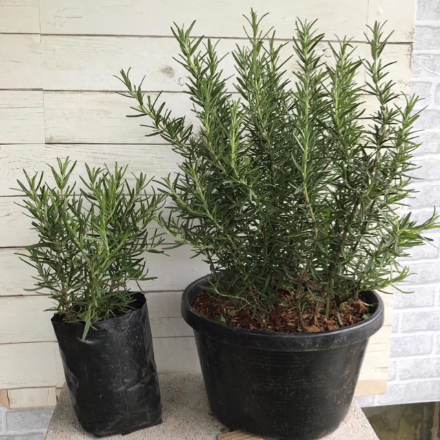 Rosemary จากสวนเชียงใหม่