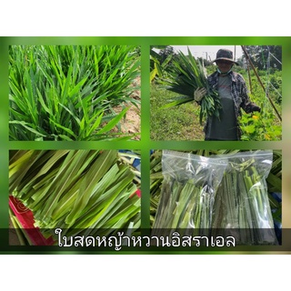 ใบหญ้าหวานสด 1 kg ปลอดสาร สำหรับกระต่าย เต่า หนู แกสบี้ เน่าเสียจัดส่งให้ใหม่