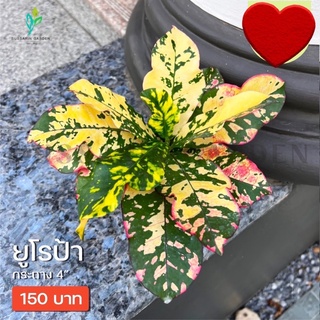 ต้นโกสนพันธุ์ ยูโรป้า ไซส์เล็ก กระถาง 5" สูง 15-20 เซนติเมตร ซื้อ 10 แถม 1  (จัดส่งแบบถอดกระถาง+รับประกันสินค้า)
