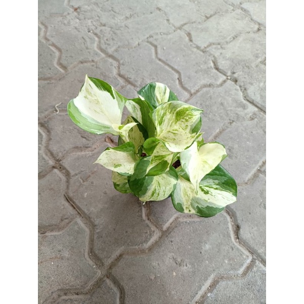 พลูแอปเปิ้ล (Manjula pothos, Epipremnum Manjula)