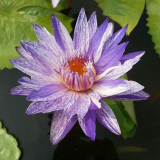 10 เมล็ด เมล็ดบัว สีม่วง นำเข้า บัวนอก สายพันธุ์เมล็ดบัว Waterlily Nymphaea Seeds