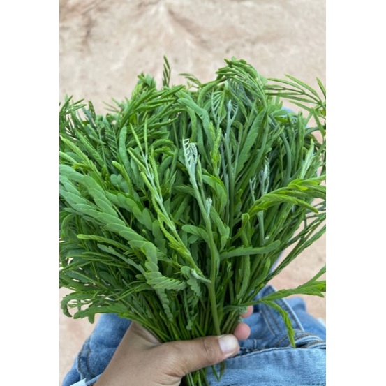 ฝักกระถินอ่อน กระถินกินยอด กระถินกินฝัก - รูปที่ 3