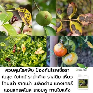 ไตรโคเดอร์มา เชื้อสด ชนิดน้ำ ขนาด 5 ลิตร ควบคุมโรค เชื้อรา ราก โคนเน่า ใบหงิก แคงเกอร ใบจุด ชีวภาพ ไม้ด่าง Trichoderma