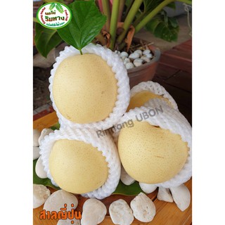 สาลี่ราคาถูกที่สุด#สาลี่อร่อยที่สุด#สาลี่ทองChinese Pearนำเข้าต่างประเทศ