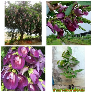 (ขาย ต้นพันธุ์) ดอก ต้น คลิทอเรีย ( อัญชันต้น ) CLITORIA FAIRCHILDIANA อัญชัน ต้น ภูษณิศา