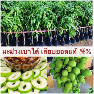 ต้นมะม่วงเบาใต้ เสียบยอดแท้ 💯% ✅ต้นละ 150 บาท ต้นขนาด 50-60 Cm. แข็งแรง พร้อมปลูก