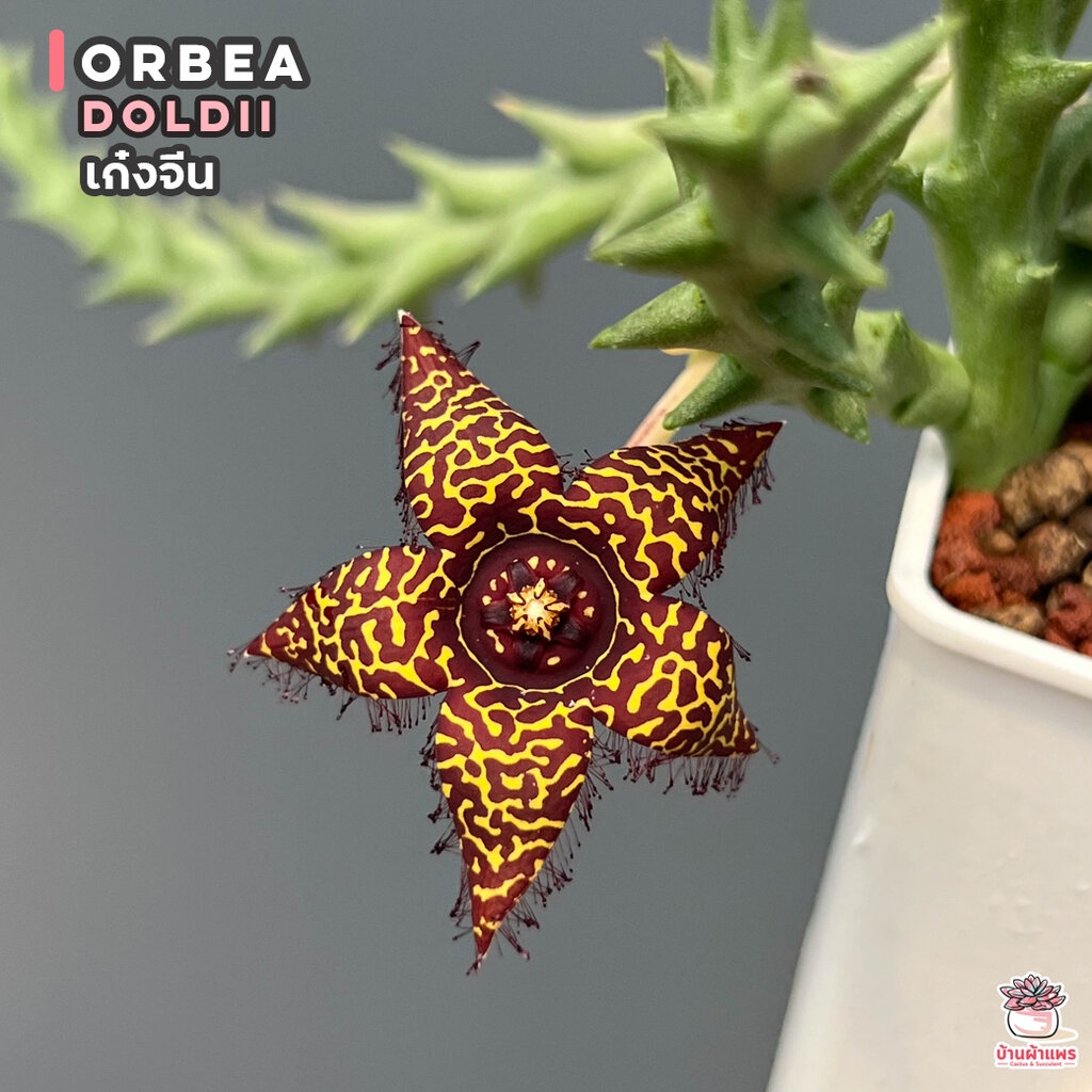 เก๋งจีน Orbea doldii แคคตัส กระบองเพชร cactus&succulent