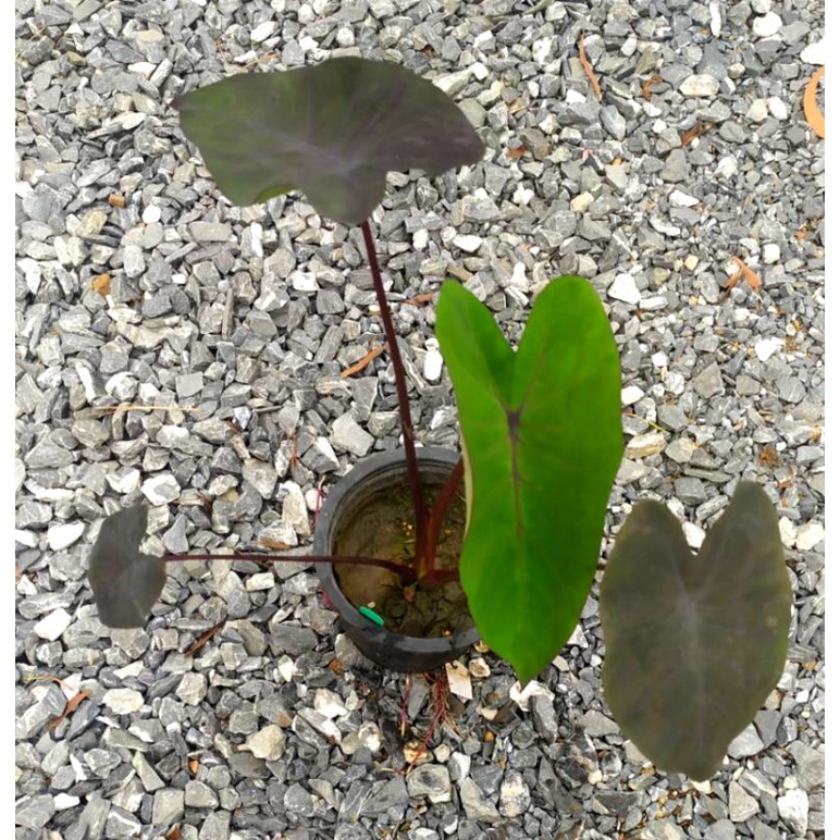 โคโลคาเซียแบล็กเมจิก4ใบ สูง12นิ้ว ตรงปก บอนดำ Black Magic (Colocasia esculenta) ส่งทั้งต้นไม่ตัดใบ