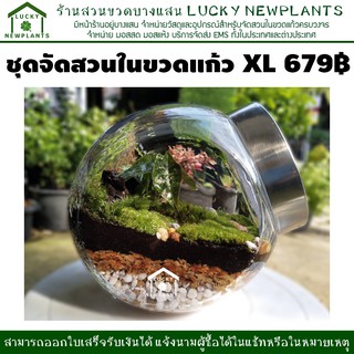 ชุดจัดสวนในขวดแก้ว DIY ไซต์ XL สวนปิด 679฿