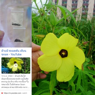 ชะมดต้น เทียนชะมด(.Musk seed.)  ฝ้ายผีไม้ดอกเหลืองไม้หายาการาคา35บจำนวน60เมล็ดมีสรรพคุณทางยาสมุนไพร