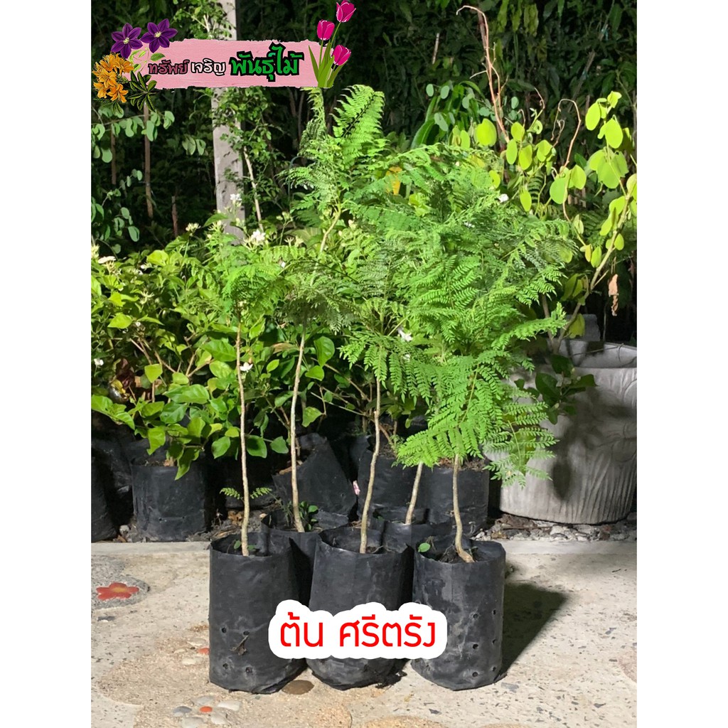 ต้นศรีตรัง​ พร้อมส่ง สำคัญกรุณาสั่งซื้อในเวลา12:00น.-00:00น.