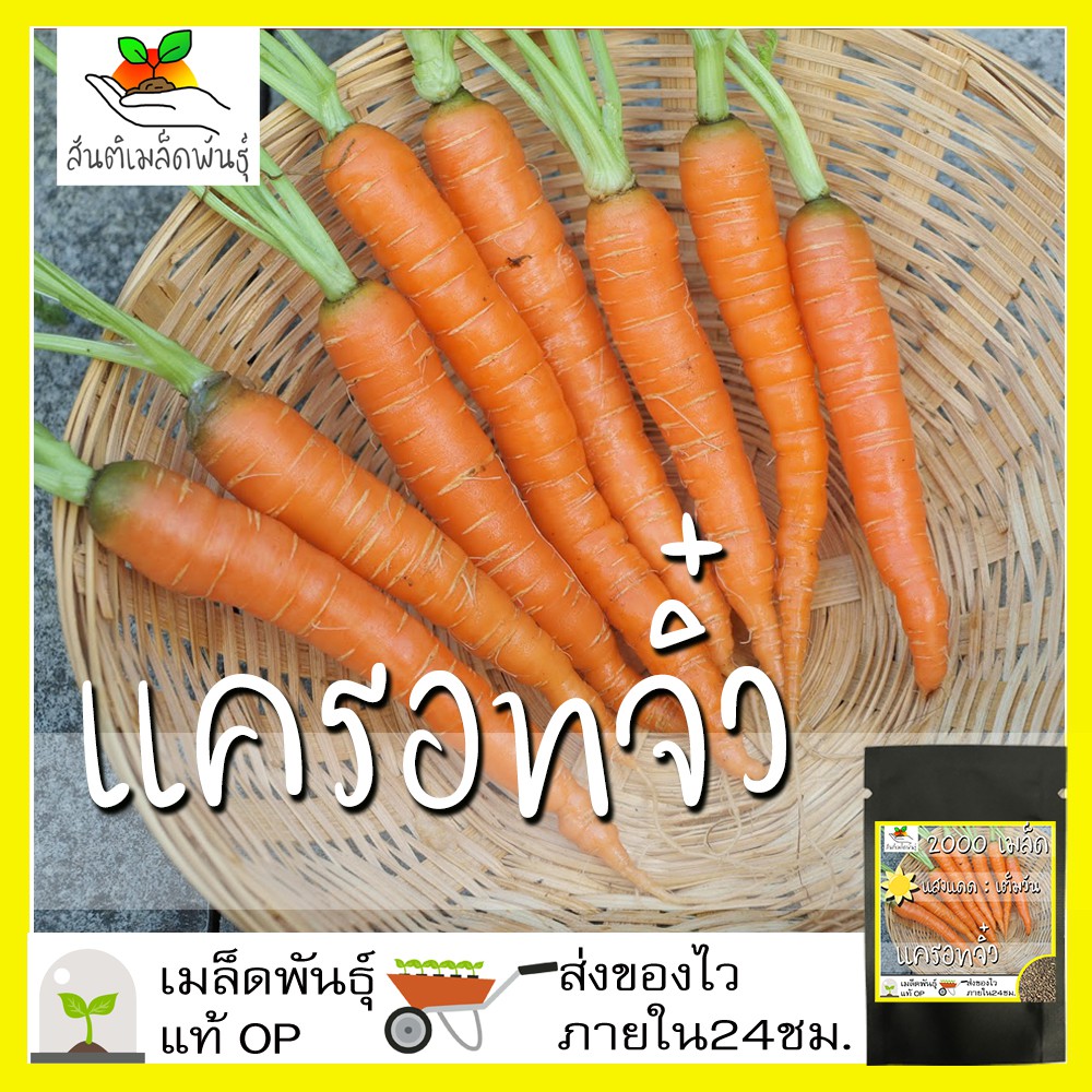 เมล็ดพันธุ์ แครอทจิ๋ว แครอทเบบี้ 2000เมล็ด LittleFingers CarrotSeed เมล็ดพันธุ์แท้ นำเข้าจากต่างประเทศ ปลูกผักสวนครัว ดี