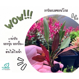 wabi kusa Echinodorus Rose วาบิอะเมซอนโรส: วางปลูกได้ง่ายๆ ใบน้ำ สีแดง