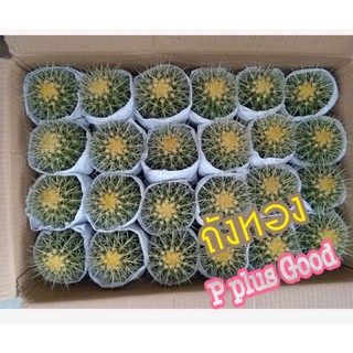 ถังทองแคคตัส  (Golden barrel cactus)