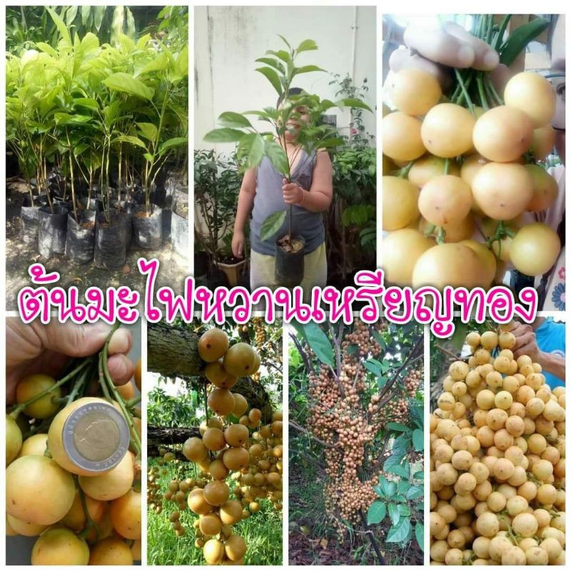 🍊#ต้นมะไฟหวานเหรียญทอง (ลูกใหญ่)