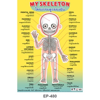โปสเตอร์เรื่องโครงกระดูกของฉัน #EP-480  โปสเตอร์พลาสติก PP สื่อการเรียนการสอน สื่อการเรียนรู้