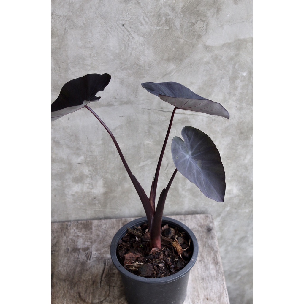Colocasia Black Magic หรือ บอนดำ ** ขายเป็นต้นพร้อมกระถางชนาดต้น35เซ็น