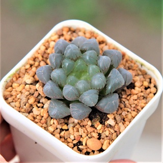 Haworthia Murasaki Obtusa ขนาด 3-5 เซนติเมตร ในกระถาง 3 นิ้ว 1 ต้น กุหลาบหินนำเข้า ไม้อวบน้ำ