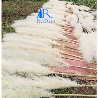 Rarin ดอกเลา (ตัดใหม่) สีทองธรรมชาติ สวยฟู (จำนวน 10 ก้าน)( ขนาด 95-100 cm. ) ดอกรวมก้าน พร๊อพถ่ายรูป ดอกฟูสวย ก้านใหญ่