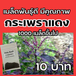 เมล็ดพันธุ์ผัก กะเพราแดง กลิ่นหอม 1000 เมล็ด