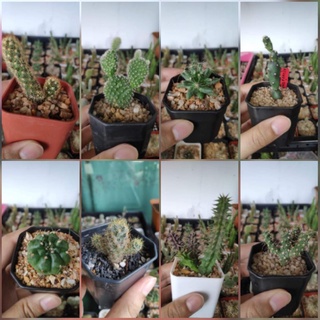 cactus แคคตัส กระบองเพชร