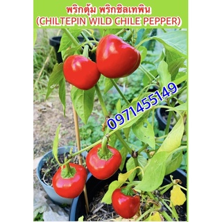 พริกตุ้ม พริกชิลเทพิน (CHILTEPIN WILD CHILE PEPPER) สายพันธุ์ OP