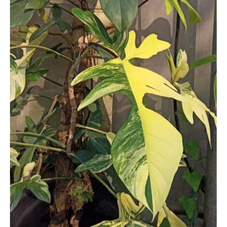 Philodendron​ Florida beauty ก้ามกุ้งด่าง ลายสวยต้นแข็งแรง