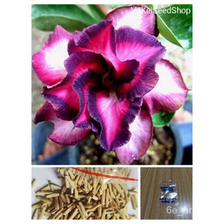 Adenium Obesum "Violetcity" (Its a seed, not a plant!)v向日葵/帽子/文胸/木瓜/玫瑰/苹果/裙子/儿童/园艺/头饰/ SCZB