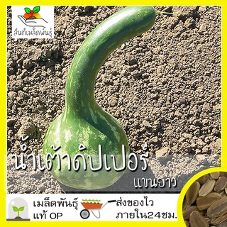 เมล็ดพันธุ์ น้ำเต้าดิปเปอร์ แขนยาว 10 เมล็ด Dipper Gourd Seed เมล็ดพันธุ์แท้100% นำเข้าจากต่างประเทศ ปลูกผัก น้ำเต้า ถูก