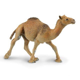 Safari Ltd. : SFR222429* โมเดลอูฐ Dromedary Camel