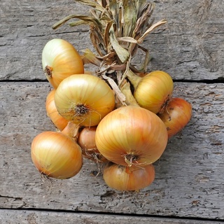 100 เมล็ด เมล็ดหอมหัวใหญ่ สายพันธุ์ หอมใหญ่ Octavia  Onion seeds