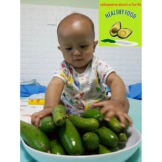 ต้นอโวคาโด้เสียบยอด พันธุ์ไร้เมล็ด เวียดนาม (Seedless Avocado tree) ผลดก หวานมัน
