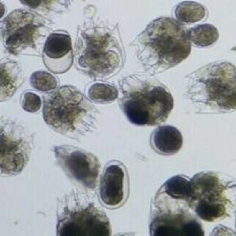 ไข่โรติเฟอร์ Rotifer อาหารสำหรับอนุบาลลูกปลาน้ำจืด - รูปที่ 2