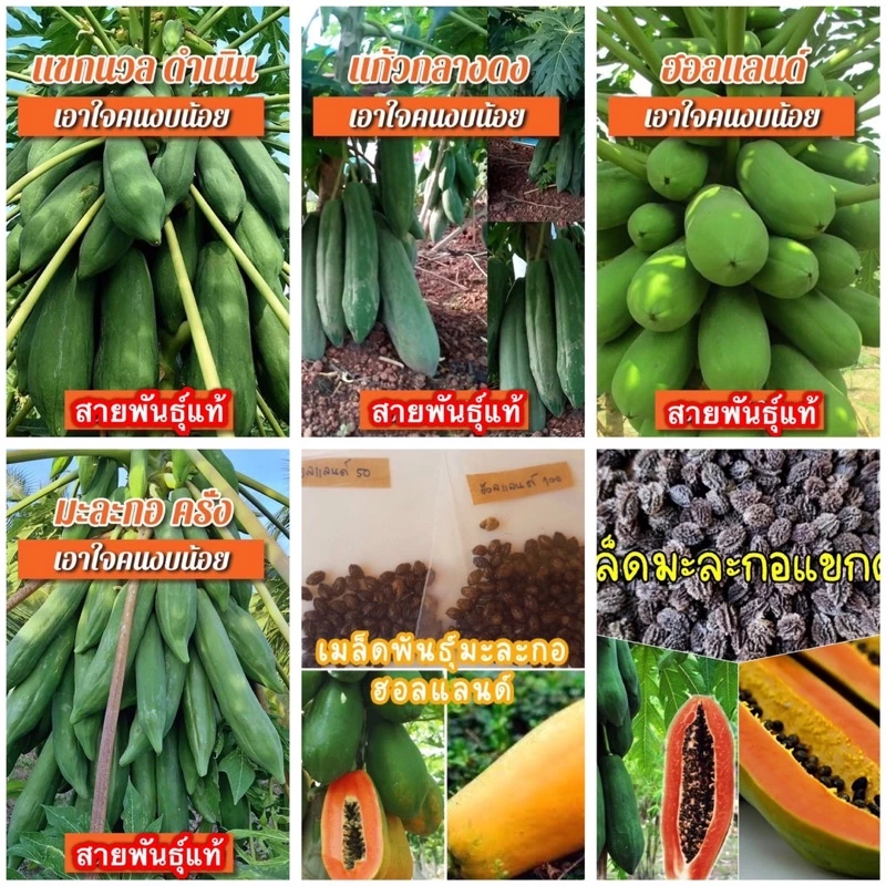 เมล็ดพันธุ์ มะละกอ สายพันธุ์แท้ตวามงอกดีมาก ทุกสายพันธุ์