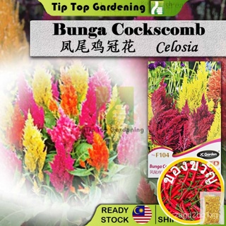 F104ดอกไม้หงอนไก่ Celosia JC สวนดอกไม้เมล็ดพันธุ์เมล็ดพันธุ์ benihed SOSI