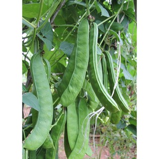 เมล็ด ถั่วฝักดาบแดง - Red Sword Bean