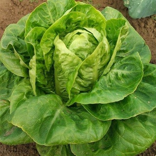 1,000 เมล็ด ผักสลัดลิตเติ้ลเจ็ม - Little Gem Lettuce