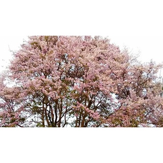 ต้นพันธุ์ต้นตะแบก   ดอกสวยสีชมพูไม้เนื้อแกร่งทนแล้ง  ถุงดำ 59  บาท