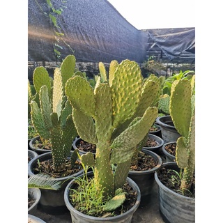 โอพัน​เทีย​คอนโซเล่​ Opuntia​ consolea​ เสมา กระบองเพชร​ ไม่มีหนาม ไร้หนาม