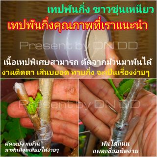 เทปพันกิ่ง ติดตา เสียบยอด (สินค้าแนะนำ)สำหรับทาบกิ่ง เสียบยอดติดตา หน้า2.5cm.