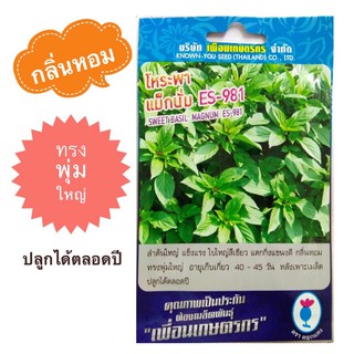 เมล็ดโหระพา (SWEET BASIL SEEDS) 900 เมล็ด กลิ่นหอม ต้นใหญ่ แตกกิ่งแขนงดี ปลูกได้ตลอดปี